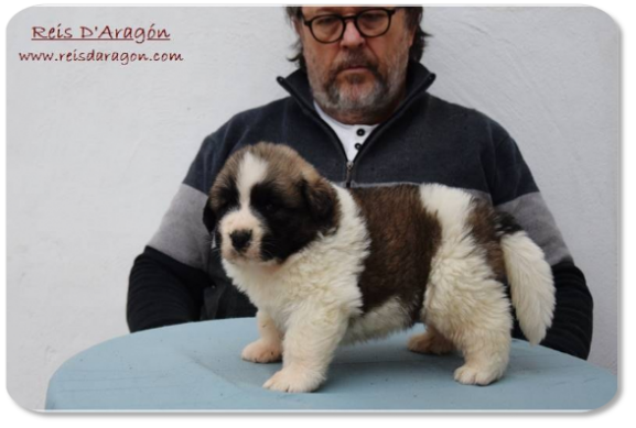 Pyrenean Mastiff puppy litter "H2" from Reis D'Aragón