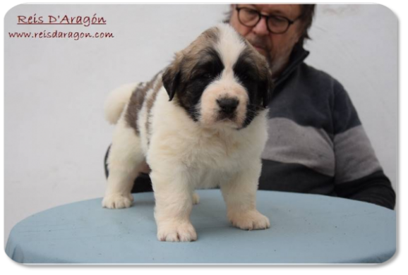 Pyrenean Mastiff puppy litter "H2" from Reis D'Aragón