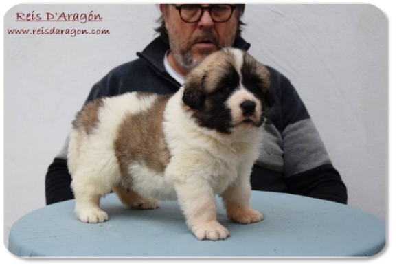 Pyrenean Mastiff puppy litter "H2" from Reis D'Aragón