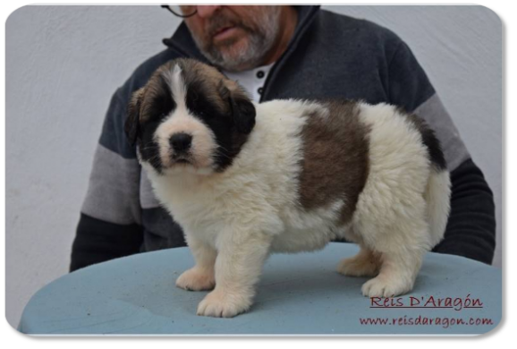 Pyrenean Mastiff puppy litter "H2" from Reis D'Aragón