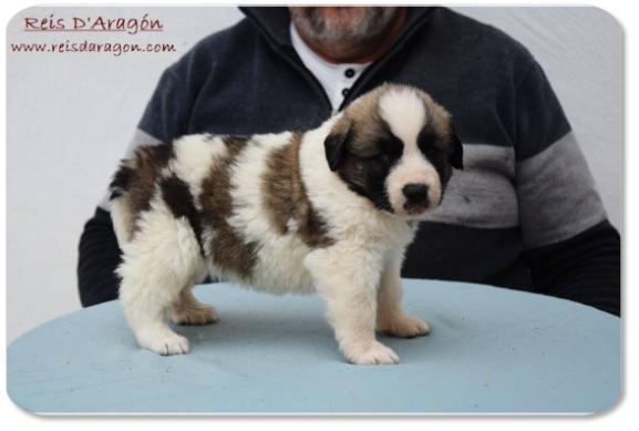 Pyrenean Mastiff puppy litter "H2" from Reis D'Aragón