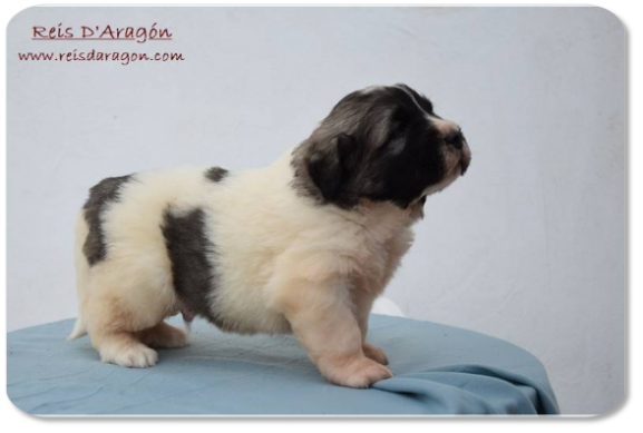 Pyrenean Mastiff puppy litter "I2" from Reis D'Aragón