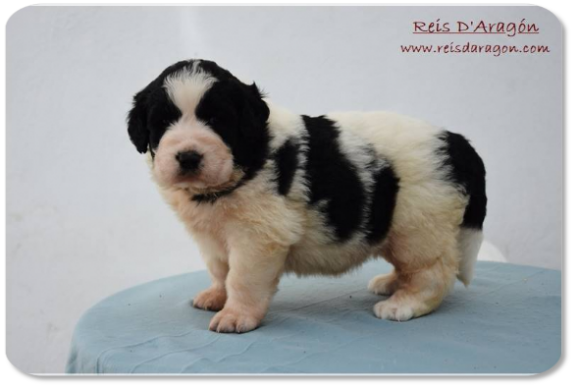 Pyrenean Mastiff puppy litter "I2" from Reis D'Aragón