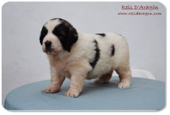 Pyrenean Mastiff puppy litter "I2" from Reis D'Aragón