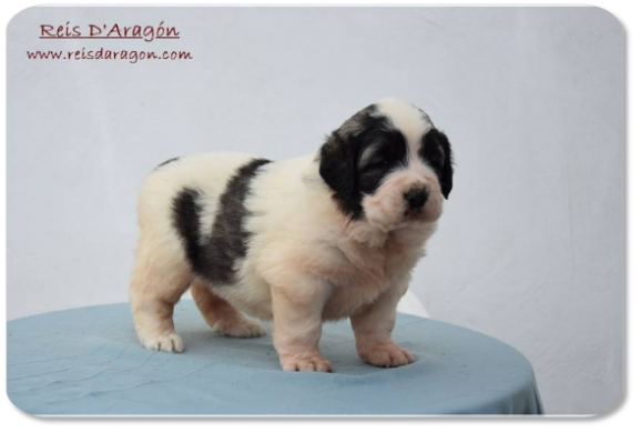 Pyrenean Mastiff puppy litter "I2" from Reis D'Aragón