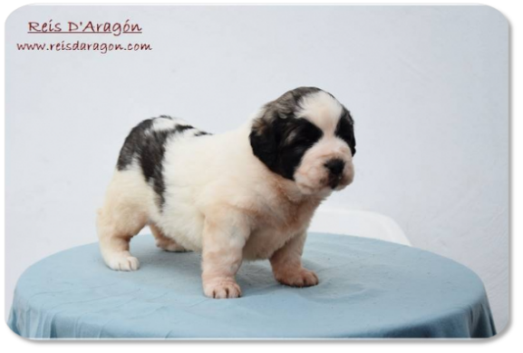 Pyrenean Mastiff puppy litter "I2" from Reis D'Aragón