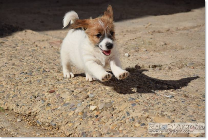 Buying a puppy Jack Russell Terrier