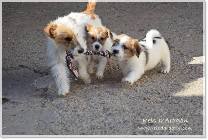 Buying a puppy Jack Russell Terrier