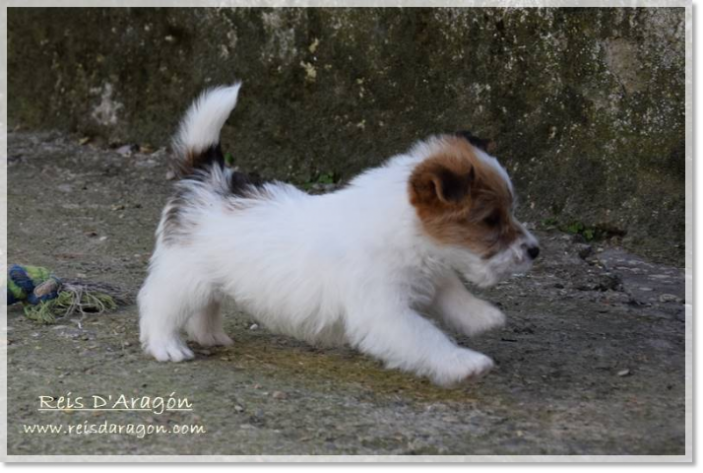 Caring the puppy Jack Russell Terrier