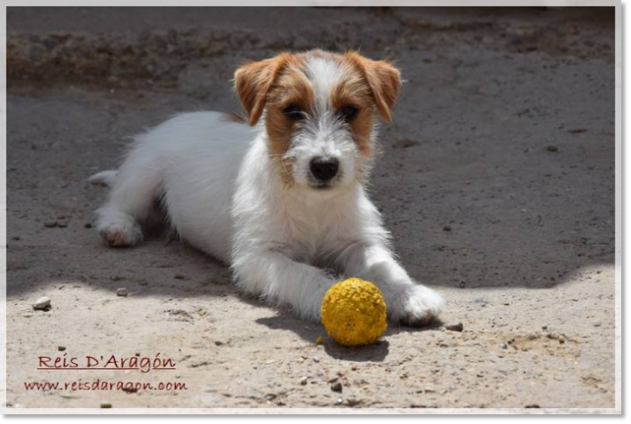 Caring the puppy Jack Russell Terrier