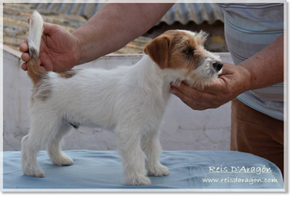 Puppy Jack Russell Terrier from Reis D'Aragón. Litter "E"