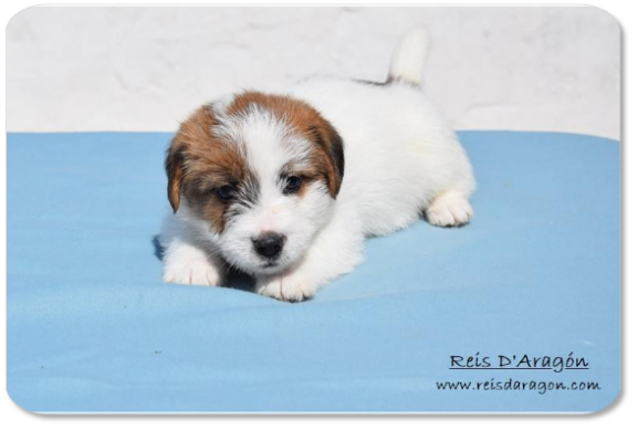 Jack Russell Terrier puppy litter "F" from Reis D'Aragón