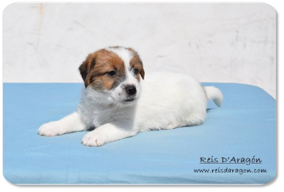 Jack Russell Terrier puppy litter "F" from Reis D'Aragón