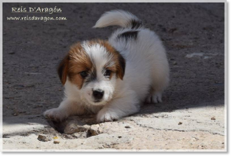 Puppy Jack Russell Terrier from Reis D'Aragón