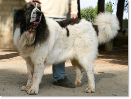 Barbastro de Reis D'Aragón "Astro", adult male Pyrenean Mastiff in a natural stance displaying a solid and balanced structure.