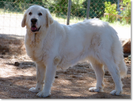 Banastas de Reis D'Aragón "Vani", daughter of our first dogs and a lifelong companion who remained part of the Reis D'Aragón family for many years.