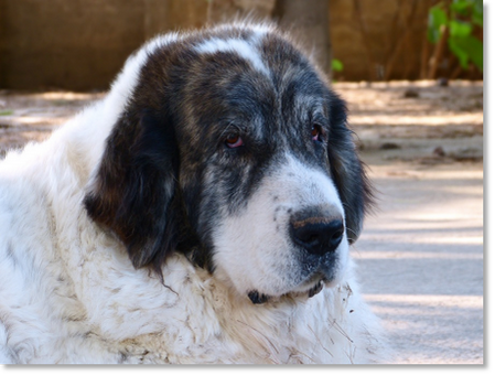 Coral de Agua Grande, female Pyrenean Mastiff in a close-up outdoor portrait.