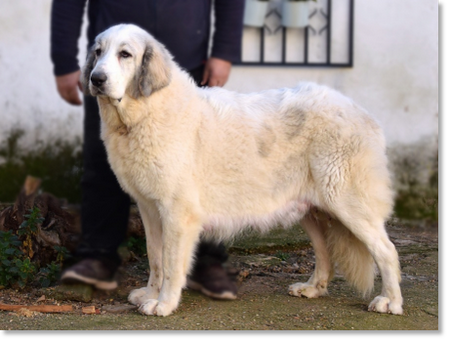 Fire de Reis D'Aragón, female Pyrenean Mastiff with solid structure and excellent soundness.