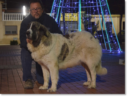 Ibieca de Reis D'Aragón, adult female Pyrenean Mastiff in a natural stance.