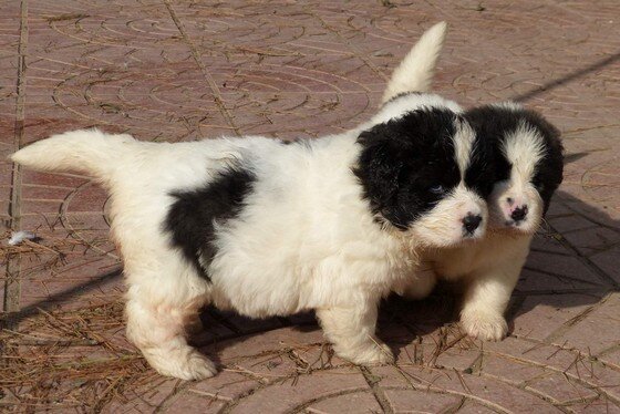 Pyrenean Mastiff puppies raised in a family environment in Spain, with balanced lines and a stable temperament