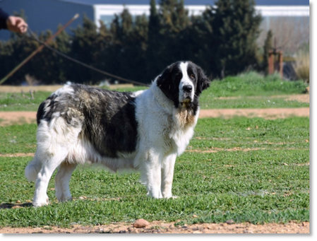 Quicena de Reis D'Aragón "Kim", retired female Pyrenean Mastiff in a side profile pose on a meadow.