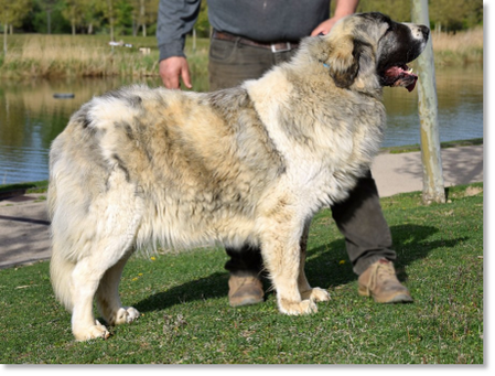 Whetu de Reis D'Aragón "Betty", adult female Pyrenean Mastiff in a natural setting beside the water.