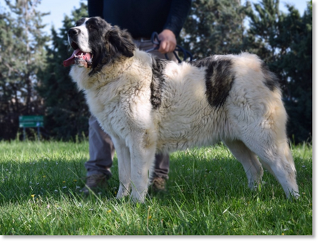 Yebra de Basa de Reis D'Aragón, female Pyrenean Mastiff in a side profile pose.