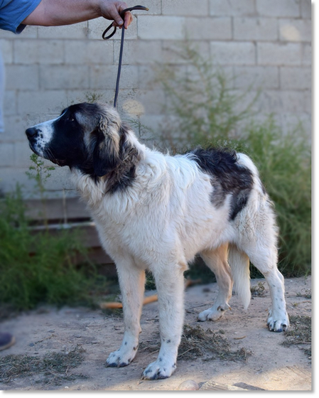 Kaia Reis D'Aragón, young female Pyrenean Mastiff in a stage of development.
