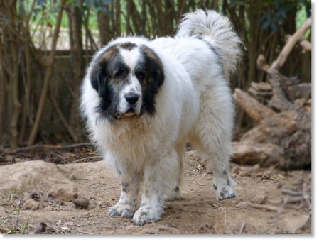 Zacarías Do Tarreo Grande "Zaca", adult male Pyrenean Mastiff in a natural outdoor setting.