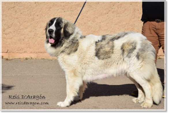 Pyrenean Mastiff female Alloza de Reis D'Aragón
