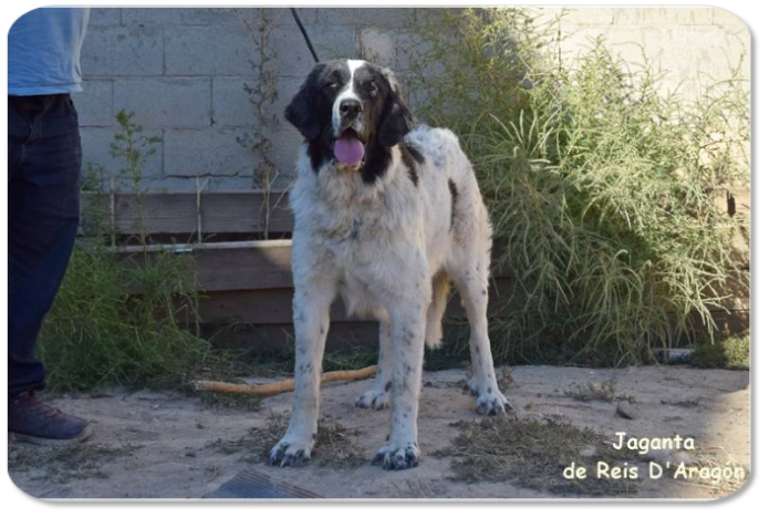 Pyrenean Mastiff puppy litter "J2" from Reis D'Aragón
