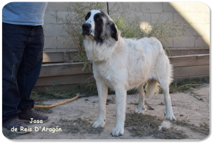 Pyrenean Mastiff puppy litter "J2" from Reis D'Aragón