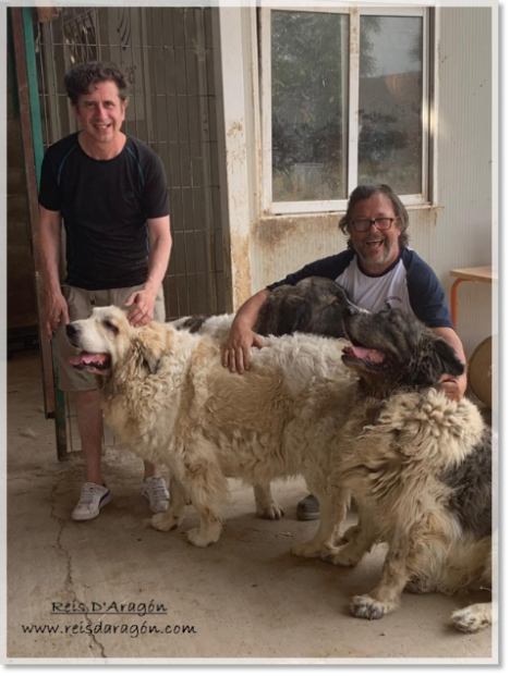 L'acteur Gabino Diego en visite chez nos mâtins des Pyrénées