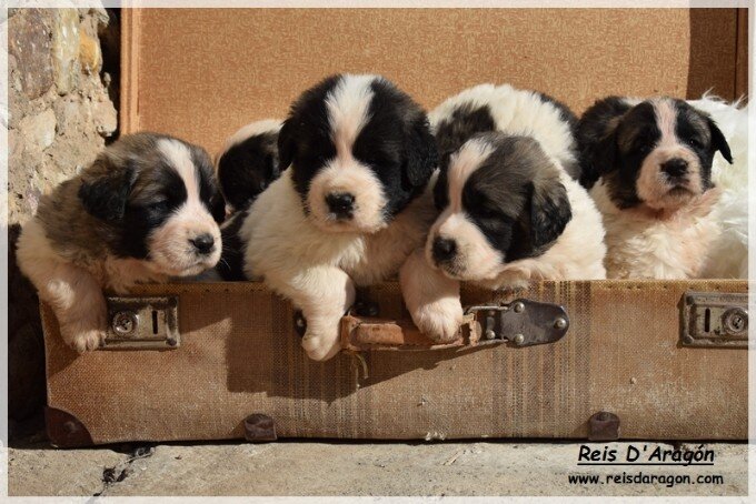 Chiots mâtin des Pyrénées