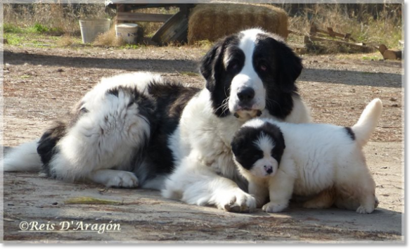 Mâtin des Pyrénées. Giuditta avec sa chiot Frula