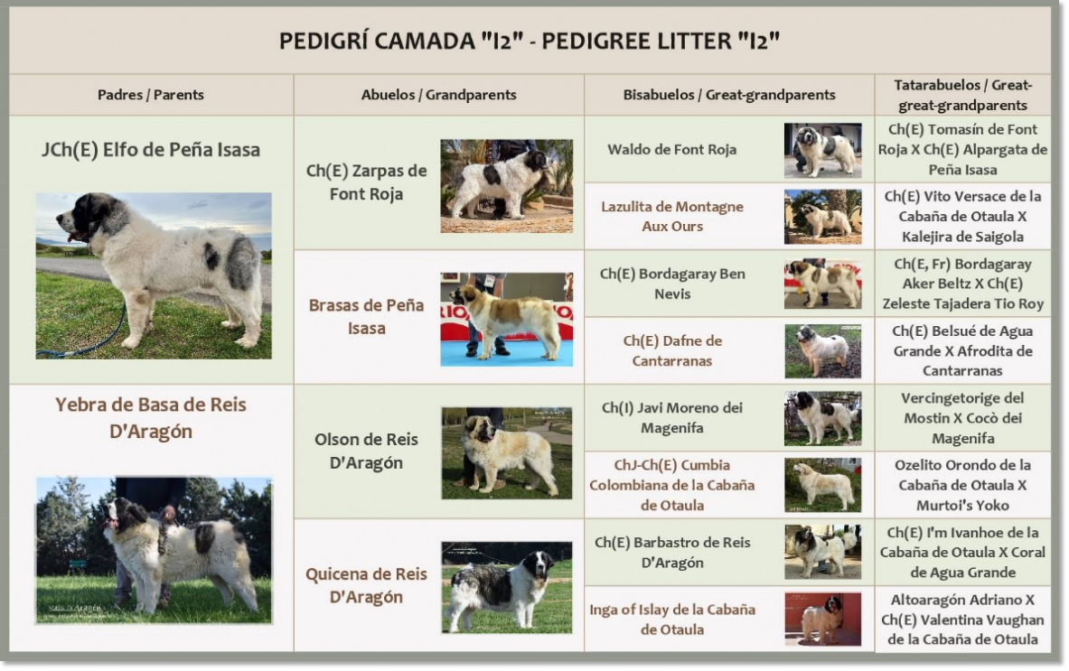 Pedigree des chiots mâtin des Pyrénées de Reis D'Aragón