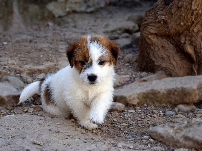 Chiot Jack Russell Terrier élevé chez Reis D'Aragón avançant vers la caméra dans un cadre naturel