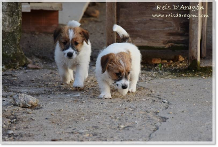 Acheter un chiot Jack Russell Terrier