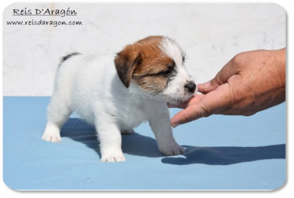 Chiot Jack Russell Terrier portée "F" de Reis D'Aragón