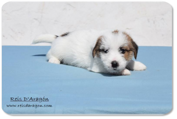 Chiot Jack Russell Terrier portée "F" de Reis D'Aragón