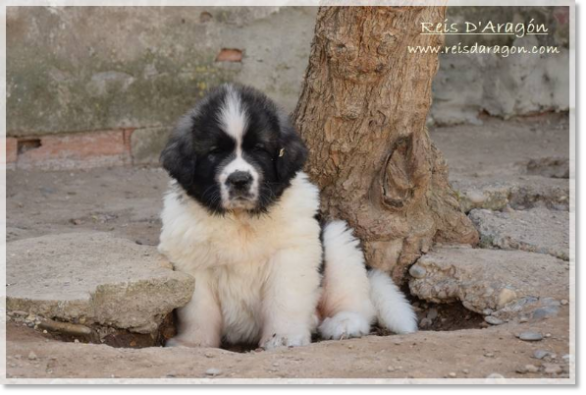 Chiot mâtin des Pyrénées litière "E2"