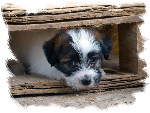 Chiot Jack Russell Terrier de Reis D'Aragón, sain, équilibré et élevé dans un environnement familial