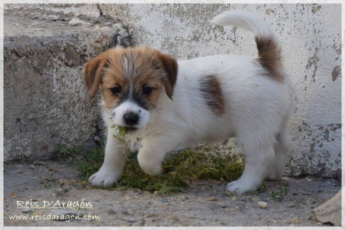 Soins du chiot Jack Russell Terrier