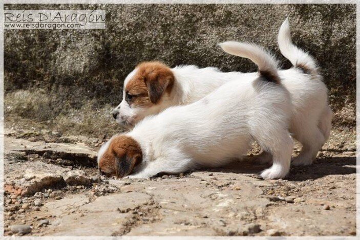 Soins du chiot Jack Russell Terrier