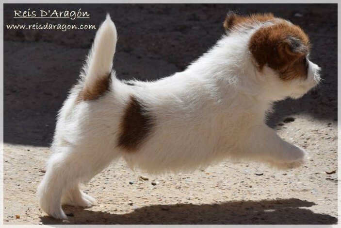 Soins du chiot Jack Russell Terrier