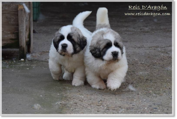 Chiots mâtin des Pyrénées portée "G2"