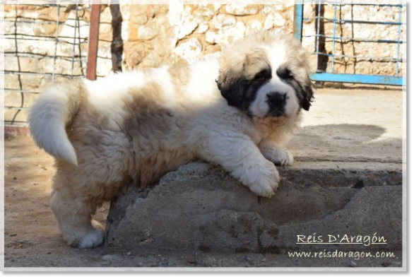 Chiot mâtin des Pyrénées portée "G2"