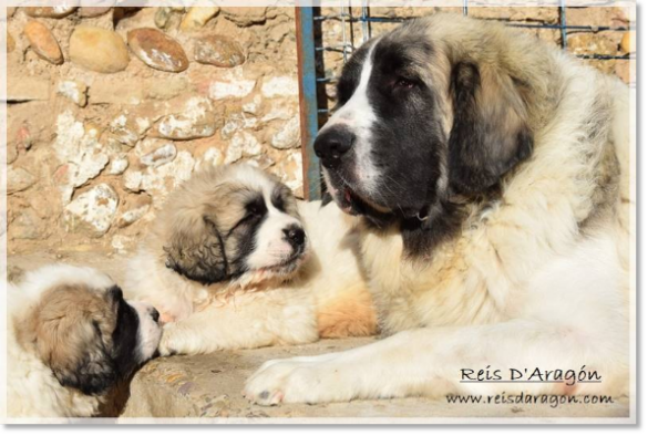 Chiots mâtin des Pyrénées portée "G2" avec sa mère