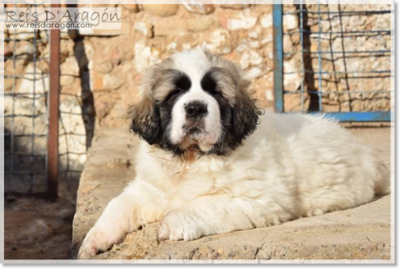 Chiot mâtin des Pyrénées portée "G2"