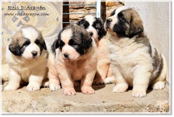 Chiots mâtin des Pyrénées portées "H2" "I2"